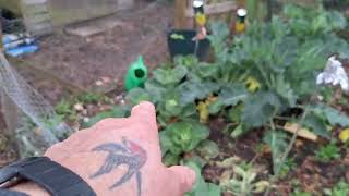 November Garden Vlog Seedlings and Jobs  gardening cornwall cornwalllife [upl. by Nnylimaj5]