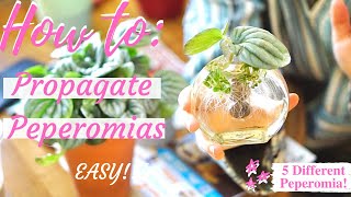 HOW TO PROPAGATE PEPEROMIAS 5 DIFFERENT TYPESEASY [upl. by Turley333]