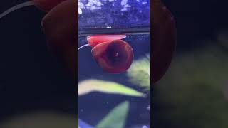 Caracol Planorbis Rojo🐌 curiosidades pezbettas aquarium acuario pezbetta fishtank pez snail [upl. by Iror]