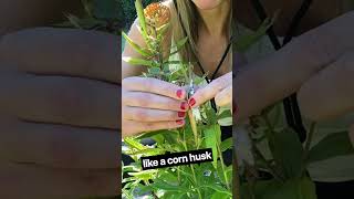 Harvesting Mature Seed Heads from Butterfly Weed Asclepias tuberosa nativeplants gardening [upl. by Major]