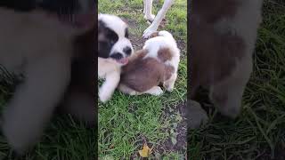 Oh Sweet Marilyn our LAST STBERNARD from HANK AND ROXANNES LITTER [upl. by Trudie262]