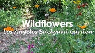 California Wildflowers  Backyard Garden  Springtime  Blooms  Los Angeles [upl. by Yniar624]