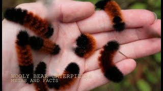 Virginia Tiger Moth Facts the WOOLY BEAR  Animal Fact Files [upl. by Eetnuahs]