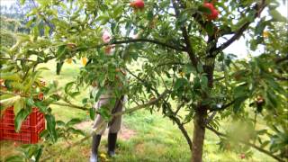 Early apple varieties to grow and avoid [upl. by Thant]