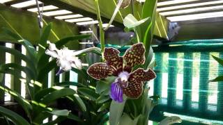 VANDA Mimi Palmer x V tessellata opening today [upl. by Ahtelrac]