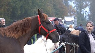 PAARDENMARKT LOTTUM 2024 Part 2 [upl. by Valerye]