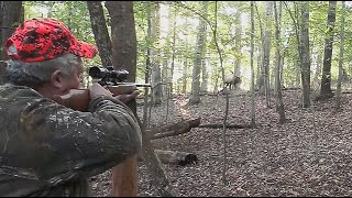 Big Bugling Bull Elk at Close Range Volume Up Close Encounter at Goldtown [upl. by Enilada186]