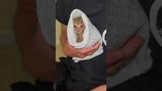 Purrito tutorial with 2xNuggets 🩷 [upl. by Nitsej240]