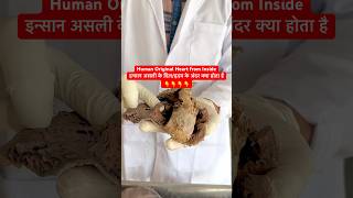 Human Original Heart from Inside  इन्सान के असली दिलहृदय के अंदर क्या होता है viral shorts dil [upl. by Harragan120]