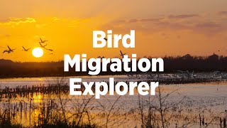 Bird Migration Explorer Explained [upl. by Alur412]