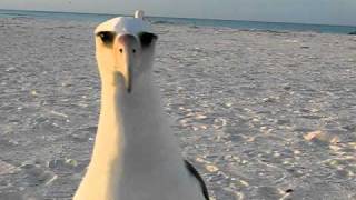 Laysan Albatross wants to dance at Midway Atoll Beach [upl. by Gnilrad]