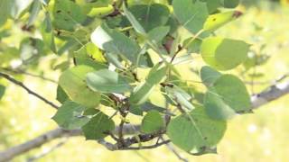 Plants To Know Quaking Aspen [upl. by Coben]