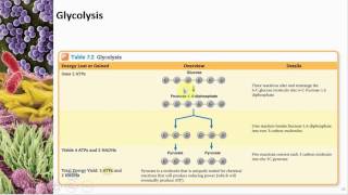 Chapter 07 Microbial Metabolism  Cowan  Dr Mark Jolley [upl. by Attenehs]