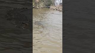 Nile Crocodiles Crocodylus niloticus in Ethiopia Lake Chamo July 30 2023 shorts ethiopia [upl. by Annayoj820]