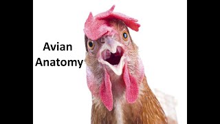 Avian Anatomy Part 1  Anatomy of the chicken head and neck [upl. by Pearce]