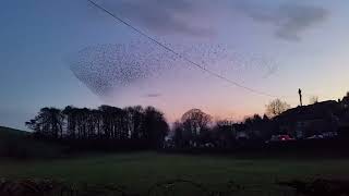 Starlings at Skipton [upl. by Lennie369]