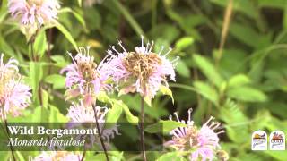 Top 10 Pollinator Plants [upl. by Carlock]