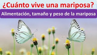 Cuanto vive una mariposa [upl. by Arramat449]