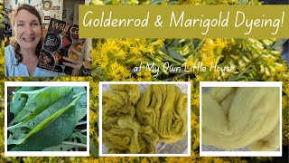 GOLDENROD and MARIGOLD DYEING [upl. by Anahc602]