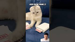 Laser kucing cat pets catlover kitten кот cutecat funny cute animal cats [upl. by Sneed]