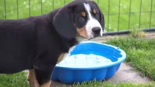 8 Woche  Entlebucher Sennenhunde von der Wideregg [upl. by Erdda199]