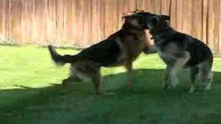 German Shepherds playing amp running in my backyard [upl. by Cis]