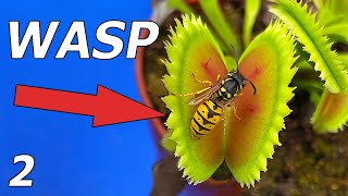 Wasp vs Venus Flytrap  Event 2 [upl. by Aihsetal]