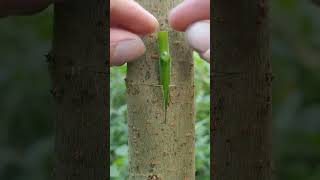 Grafting Techniques for Trees growth forplants masters grafting plantlifecycle greenliving [upl. by Odradlig]