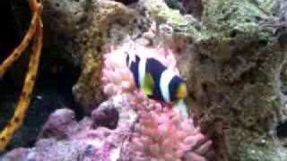 Clownfish releasing slime coat on anemone [upl. by Ellered]