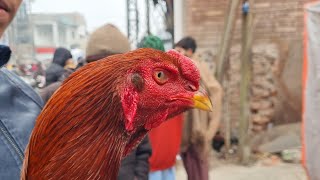 Lahore Aseel Birds Market Update Aseel Murga Mandi Lahore Lari Add Murga Mandi Sj Pets Lover [upl. by Asiel]