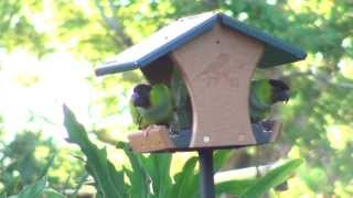 Wild Parakeets on Bird Feeder [upl. by Alya7]