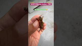 경기A414정체불명 메뚜기 종류 땅강아지 곤충 두더지 앞다리 불도저 잡식성 생태감수성 생태교육 insects 경기도 [upl. by Borg]