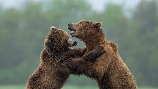 Brown bear fight [upl. by Ellicul217]