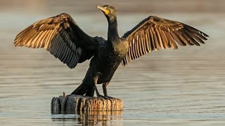 Fish hunting birds Cormorants and Pelicans [upl. by Einoj952]