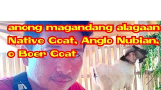 ANONG MAGANDANG ALAGAAN NATIVE GOAT ANGLO O BOER GOAT [upl. by Nehgam598]