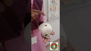 BONE AND SUTURE OF FETAL SKULL viralvideos medicaleducation viralreels nursingstudent [upl. by Niltiak]