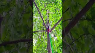 High altitude tree pruning tool goodtools smartwork [upl. by Ahtanamas363]