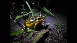 Scinax fuscovarius vocalizando [upl. by Mattah909]