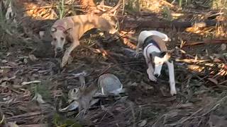 ¡Cacería con los Whippet ¡Mi Beagle Muestra como Perdiguero Galgo vs Conejo 2024 [upl. by Mallin]