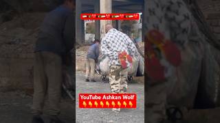 پسر مهربان افغانستانی در ایران youtube love afghan youtubeshorts shorts iran afg afghan [upl. by Annahavas]