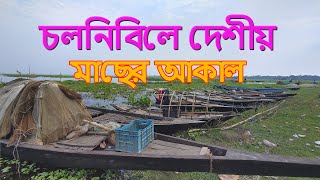 Fish appetite in Chalonbi। চলনবিলে মাছের আকাল [upl. by Nytram]