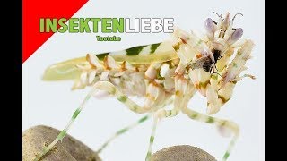 ❌Mantiden füttern  Thema Fliegen Mantis feeding Flying gnats [upl. by Worthington573]