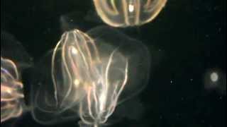 Leidy Comb Jellyfish at New England Aquarium quotAgainquot  November 10 2012 [upl. by Laen]