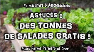 PERMACULTURE COMMENT OBTENIR DES TONNES DE SALADES GRATUITES AU JARDIN POTAGER [upl. by Tamah549]