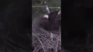 Eaglets get hammered by powerful derecho storm 🦅 baldeagle nestcam [upl. by Notluf]