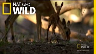 Carnivorous Baboon Rage  Nat Geo Wild [upl. by Nosac]