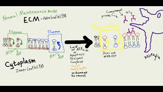 How brain inflammation amp PS commonly cause dementia [upl. by Ennirac115]