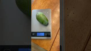 Avocado Aravaipa fruit size [upl. by Elleron]