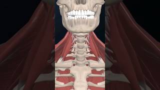 Neck Muscle Action youtubeshorts anatomy [upl. by Cohin777]