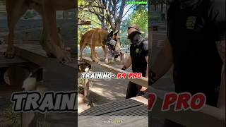 Pro Dogtraining 🔥k9 k9dog tactical DogTraining dogoftiktok k9dog dogtraining [upl. by Andres]